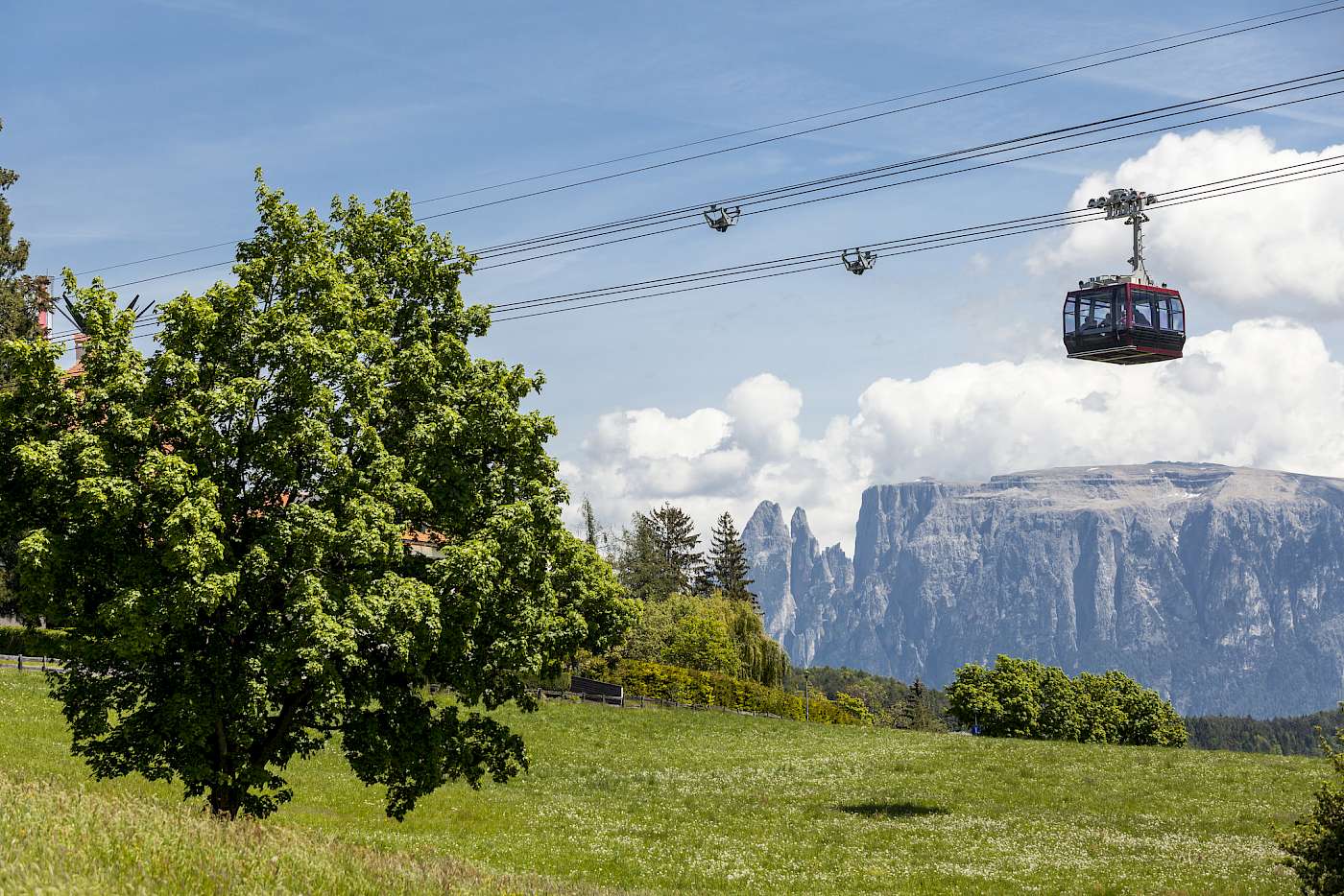 Un albero in un prato, con la funivia del Renon e lo Sciliar sullo sfondo.