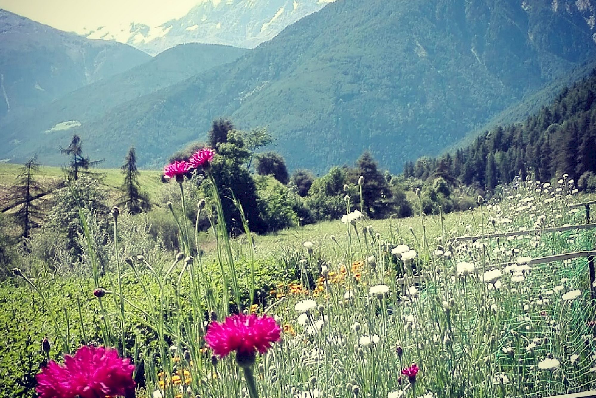 Campo di fiori con fiori rosa in primo piano, circondato da maestose montagne sotto un cielo limpido.