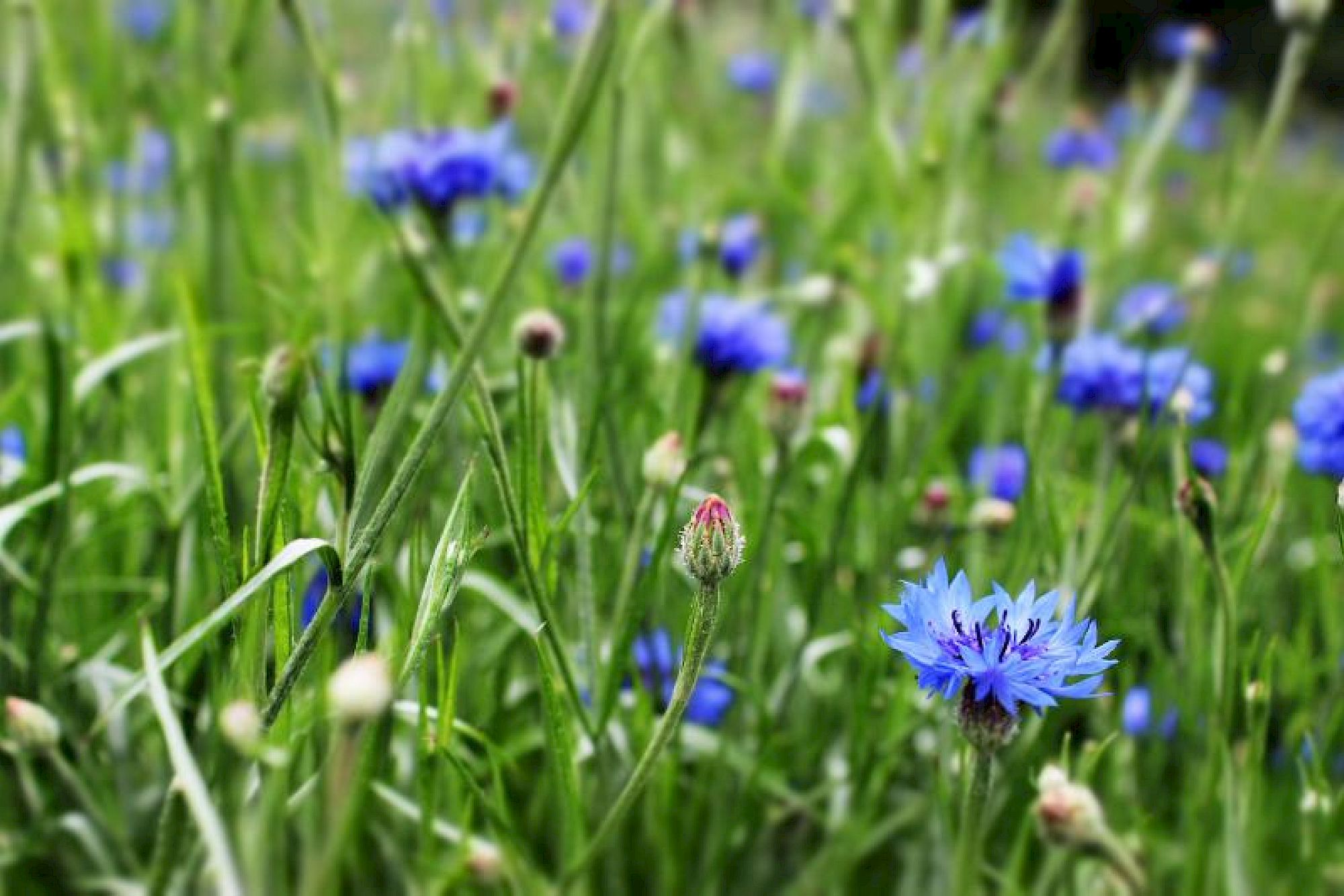Fiordalisi in fiore su un prato, con erba verde e fiori blu sfocati sullo sfondo.
